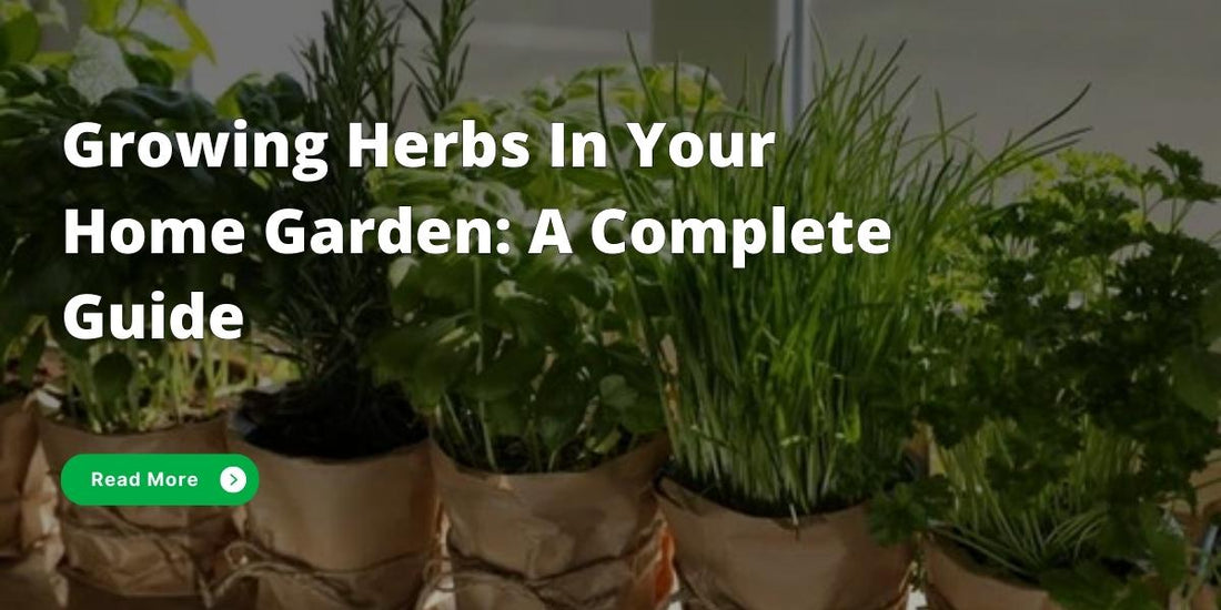 How to grow your own herbs in the garden