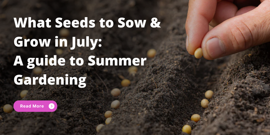 What Seeds to Sow & Grow in July: A Guide to Summer Gardening