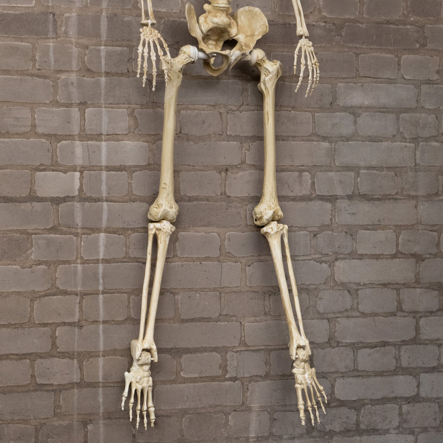 5ft (1.52m) Posable Full Body Halloween Skeleton Decoration with Movable Joints