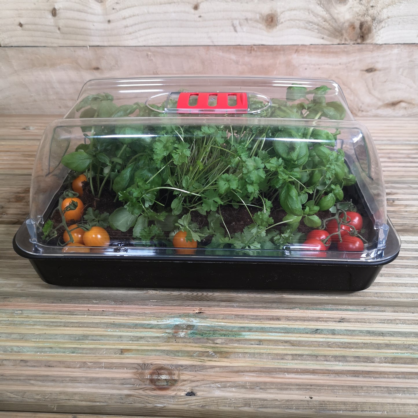 38cm Unheated Seed Starter Tray Grostart Midi Propagator Indoor Seedling Planter