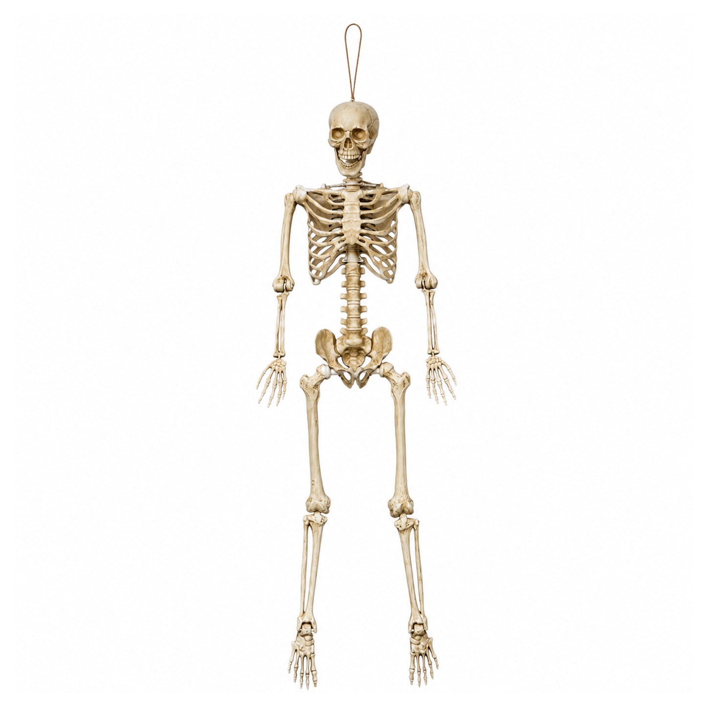 5ft (1.52m) Posable Full Body Halloween Skeleton Decoration with Movable Joints