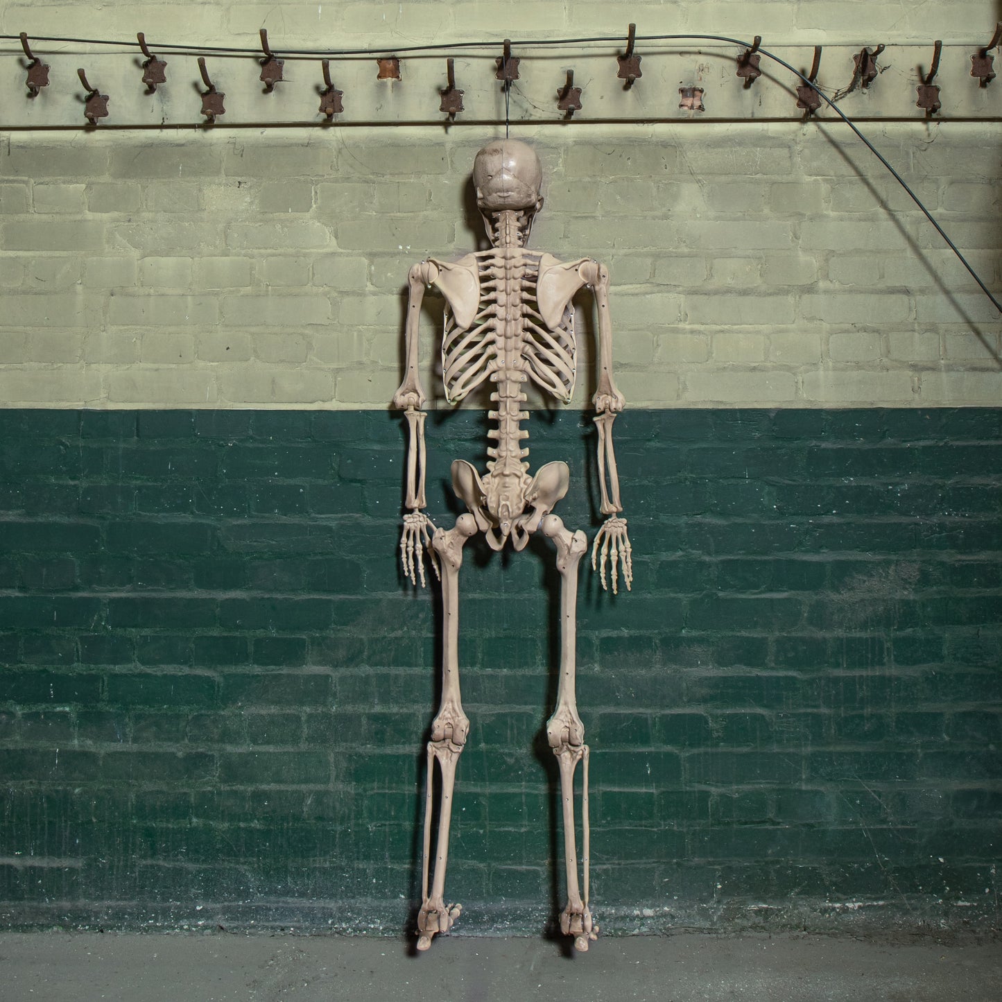 5ft (152cm) Battery Powered Light up Halloween Skeleton with Poseable Joints & Green LEDs