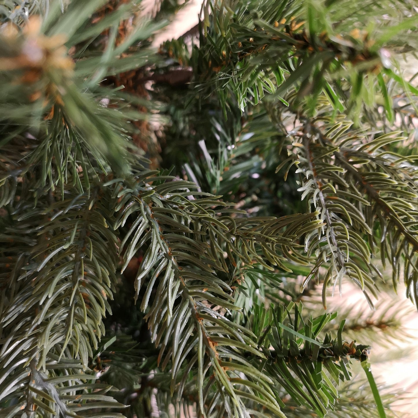 Everlands 120cm (4ft) Green Grandis Fir Real Look Christmas Tree with 575 Tips