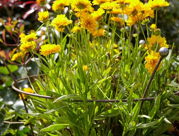 Pack of 4 Tom Chambers Herbaceous Bare Rusted Steel Garden Plant Support Medium 54cm x 40cm