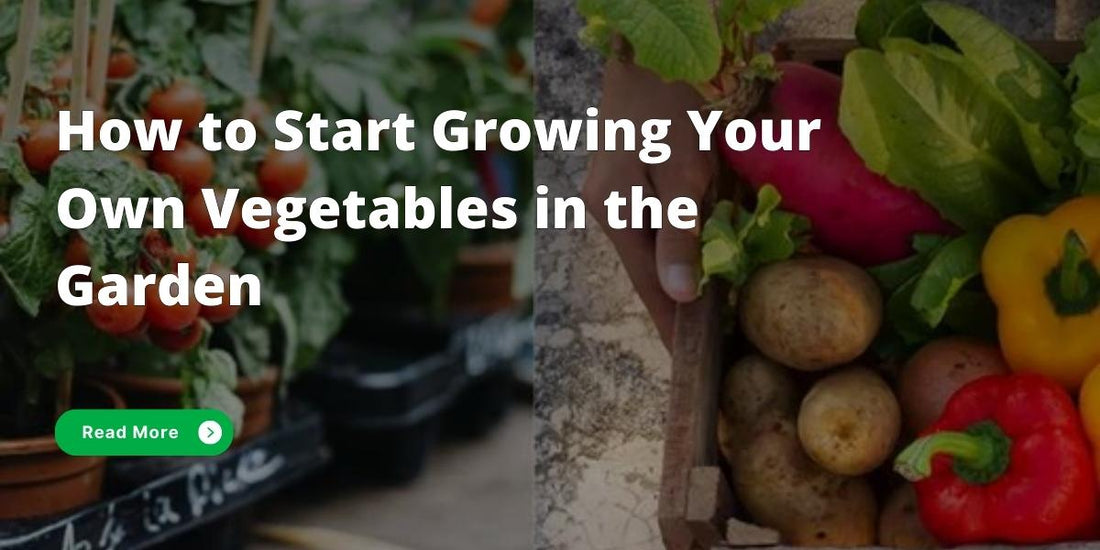 How to start growing vegetables in the garden at home