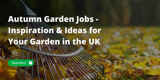 Jobs for your garden in the Autumn