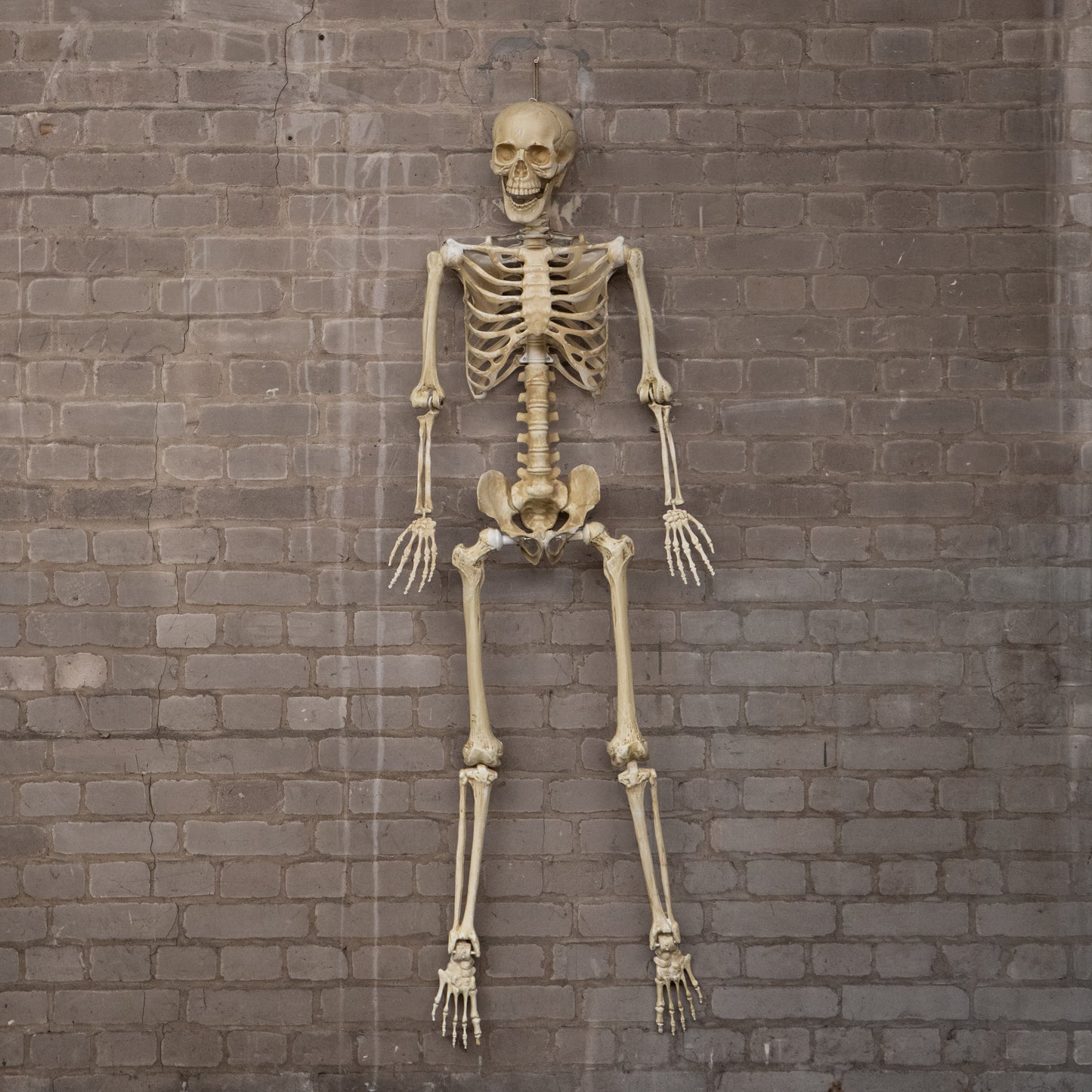 5ft (1.52m) Posable Full Body Halloween Skeleton Decoration with Movable Joints