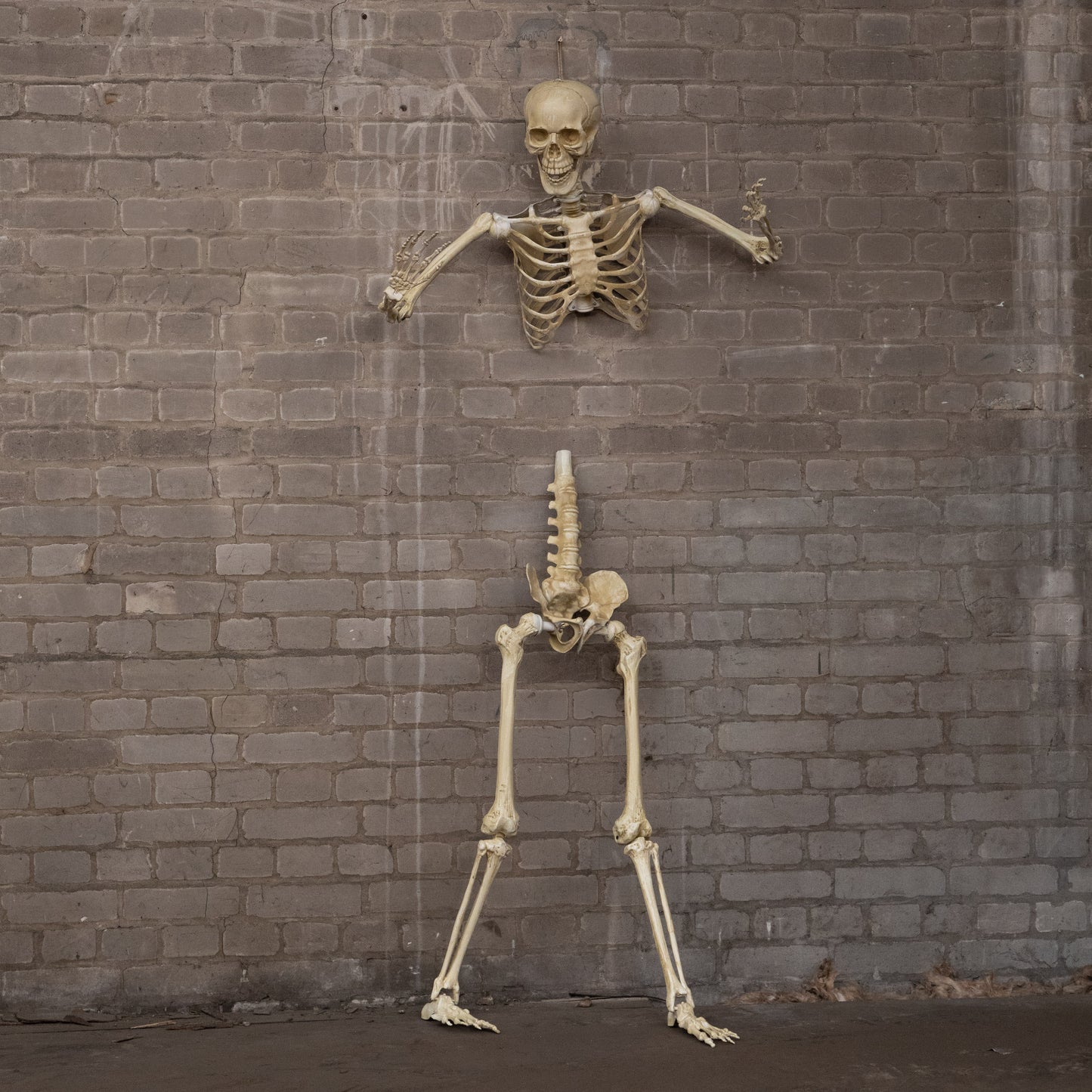 5ft (1.52m) Posable Full Body Halloween Skeleton Decoration with Movable Joints