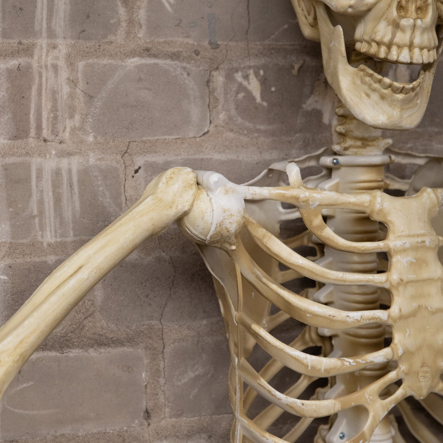 5ft (1.52m) Posable Full Body Halloween Skeleton Decoration with Movable Joints
