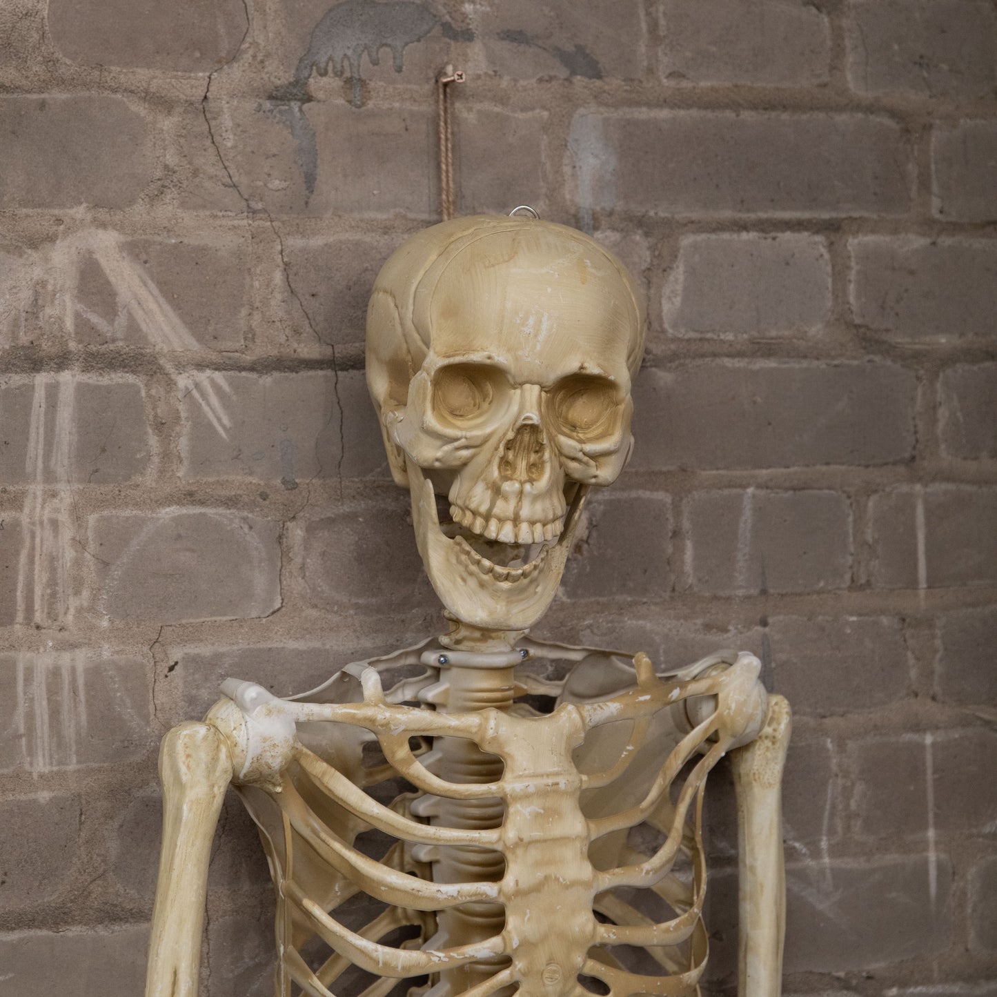5ft (1.52m) Posable Full Body Halloween Skeleton Decoration with Movable Joints