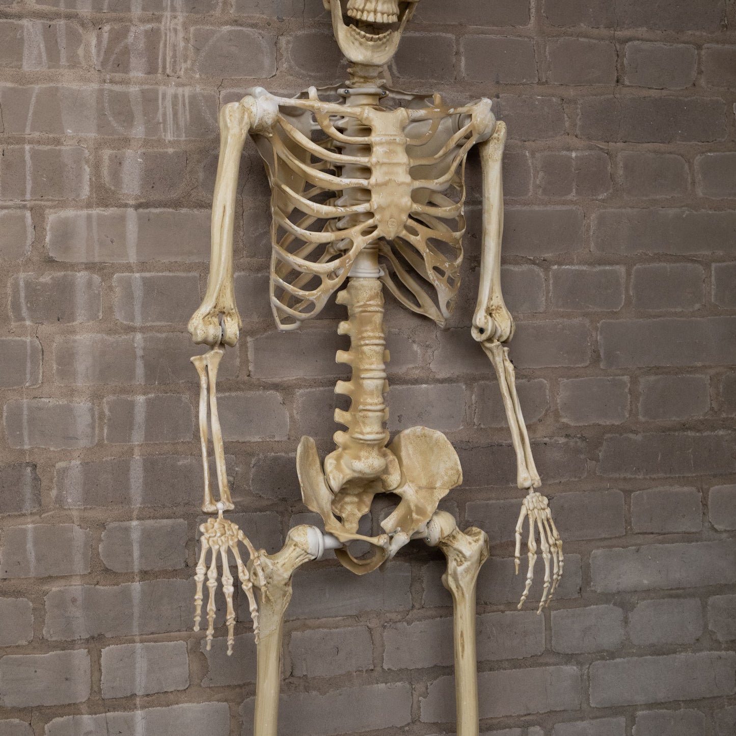 5ft (1.52m) Posable Full Body Halloween Skeleton Decoration with Movable Joints
