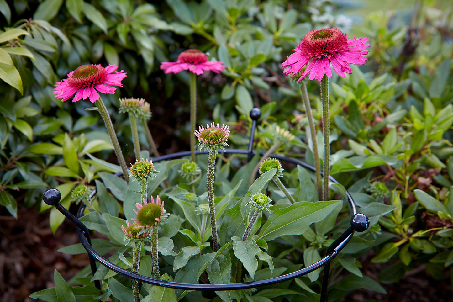 2 Pack of Small 60cm x 35cm Heavy Duty Black Steel Herbaceous Garden Plant Support Ring