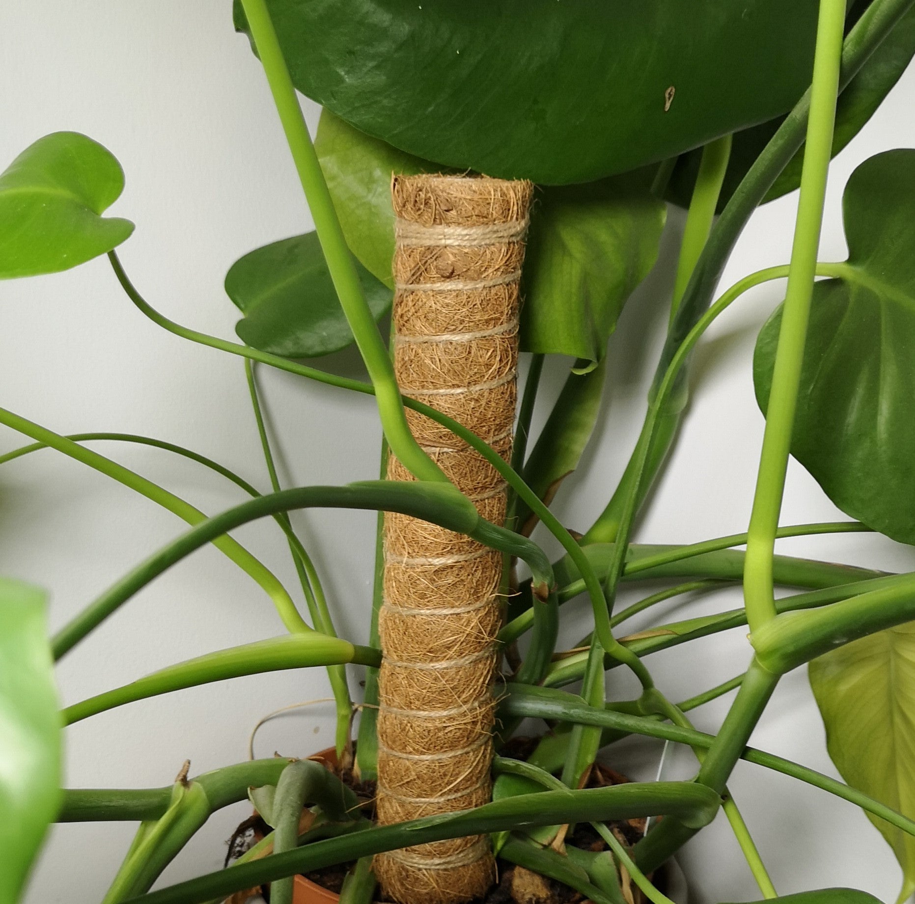 Samuel Alexander Garden Coco Fibre 2PCS 40cm Plant Support Pole Stick Totum with Green Ties and Strap 