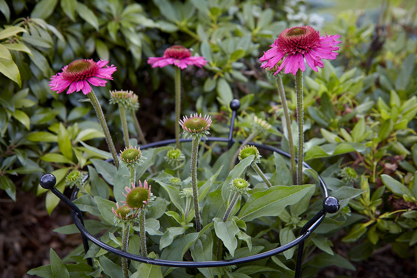 2 Pack of Small 60cm x 35cm Heavy Duty Black Steel Herbaceous Garden Plant Support Ring