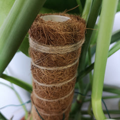 Samuel Alexander Garden Coco Fibre 2PCS 40cm Plant Support Pole Stick Totum 