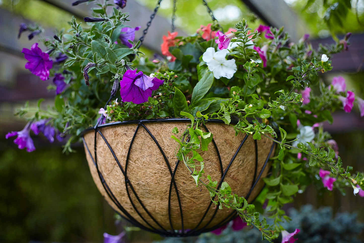 Tom Chambers Black Lattice Metal Garden Patio Flower Wall Hanging Basket with WaterSave Coco Fibre Liner 35cm - Without Bracket