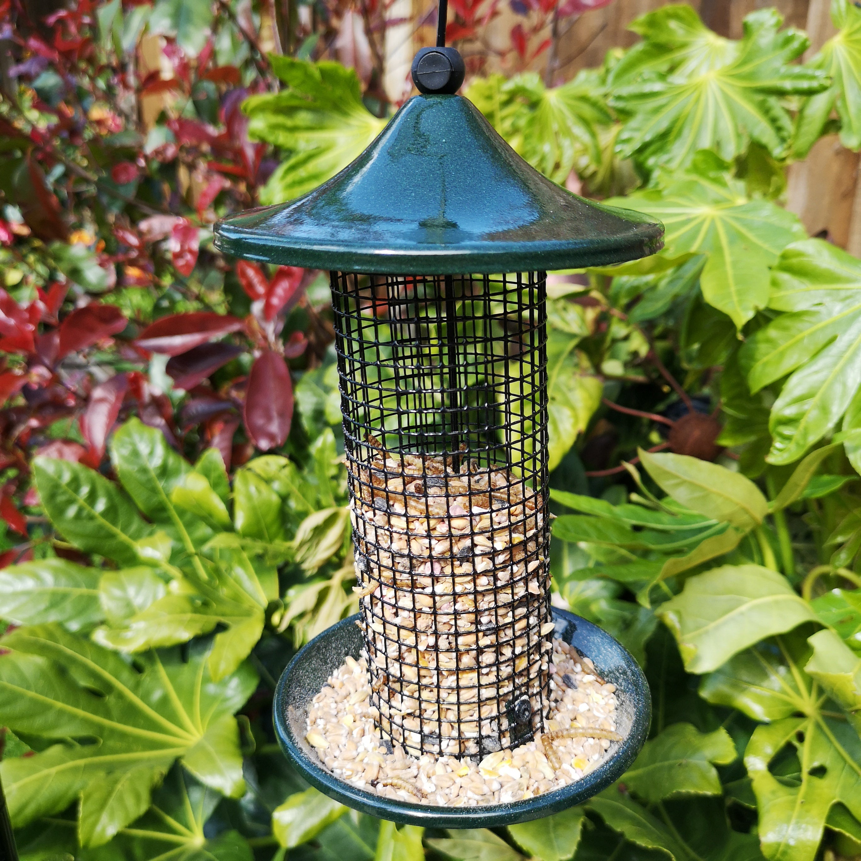 Tom Chambers Oriental Stylish Garden Wild Bird Hanging Green Metal Peanut Feeder