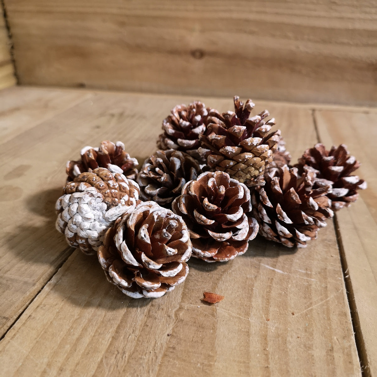 Festive Christmas 12pc Small Snow Tipped Pine Cones