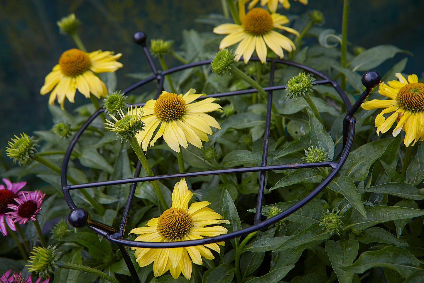 Pack of 2 Tom Chambers Cottage Heavy Duty Black Metal Steel Herbaceous Garden Plant Support Grow Through Large 80cm x 45cm